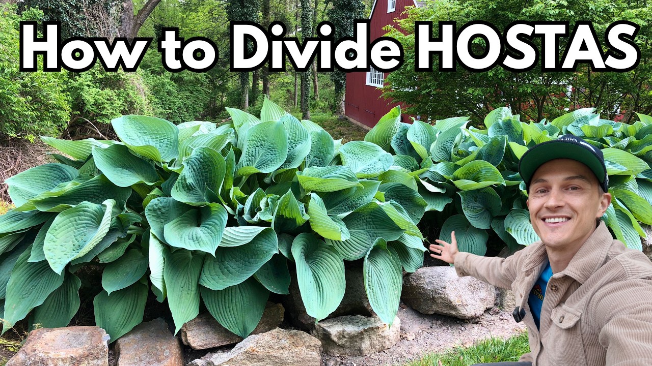 Hostas - how to divide plants (propagate - make more for free)