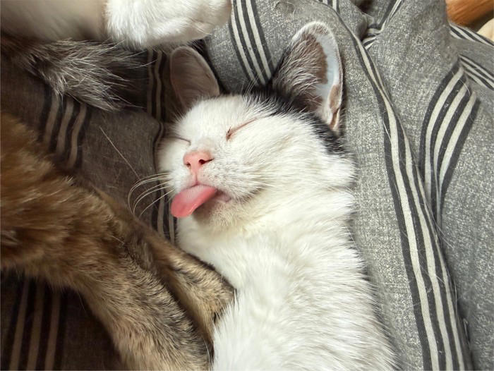 気持ちよさそうに眠る猫→『口元』を見ると…つい笑ってしまう『可愛すぎる光景』に3万いいね「いくらなんでも出すぎw」「いい夢見てそう」