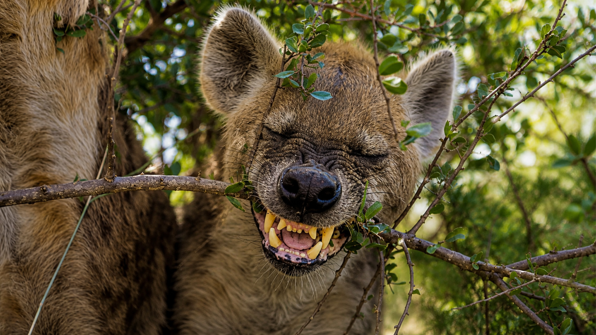 A hyena clan changed its power order