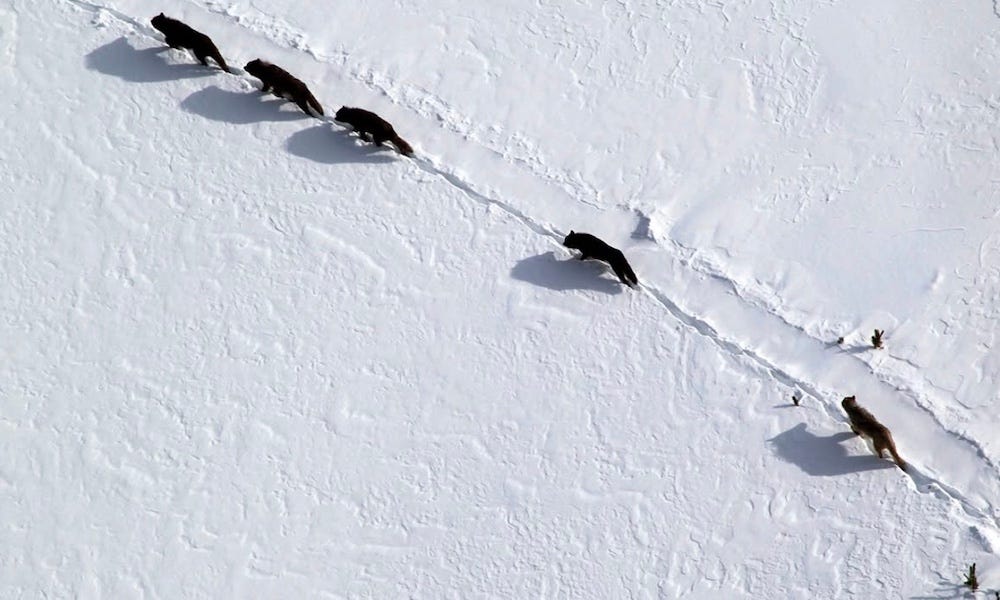 Wyoming hunters loom as threat to Yellowstone's oldest wolf pack