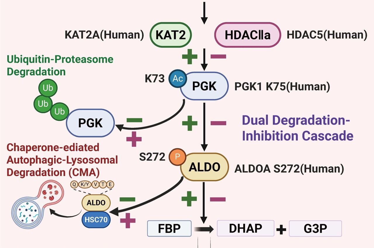 How lung tumors hijack an ancient marine metabolic axis to promote malignant growth