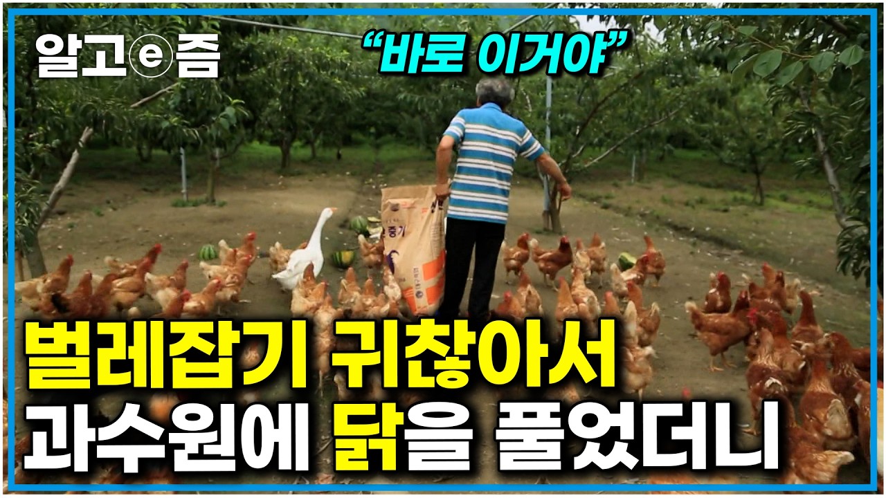 일석이조 닭은 살찌고 과일도 살찐다 마당 넓은 행복 가득한 집｜한국기행｜알고e즘