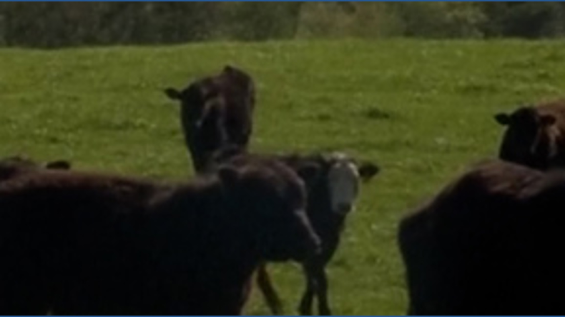 WA Tyson beef packing house for sale