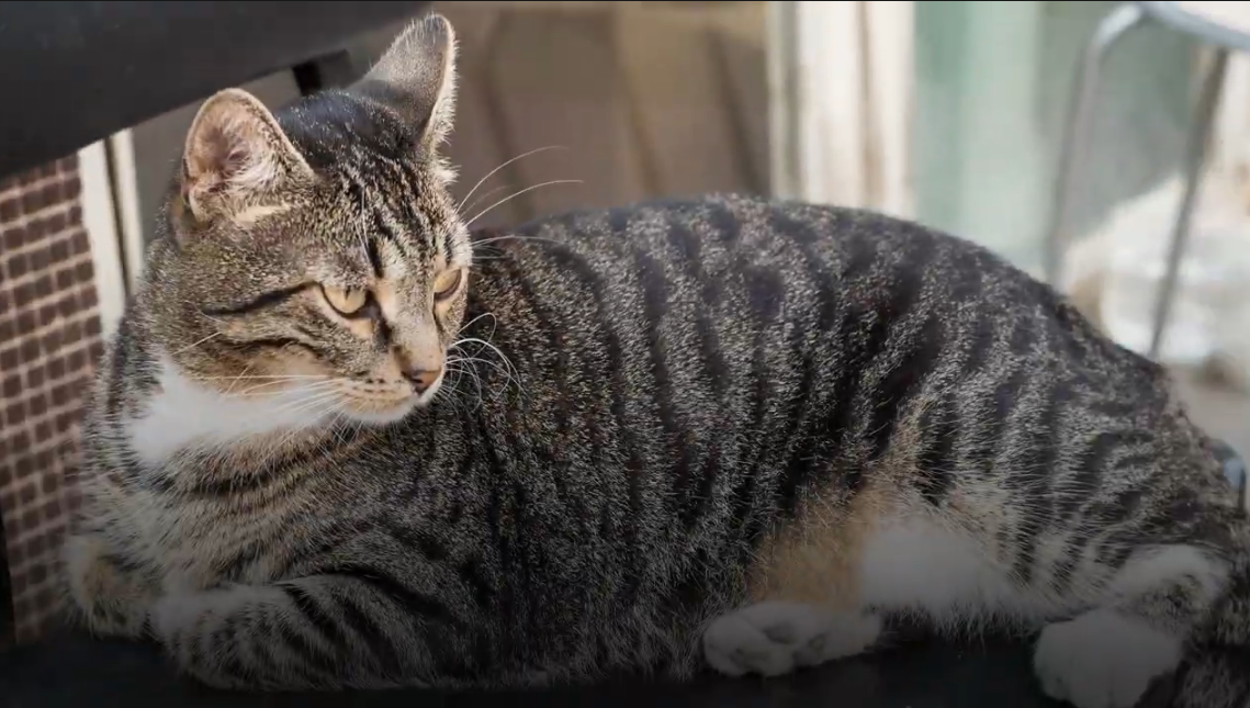 4 common tabby patterns every cat lover can spot