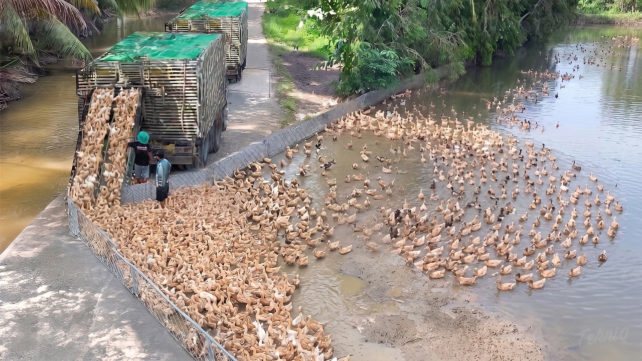 Inside crazy farm operations transporting ducks by truck