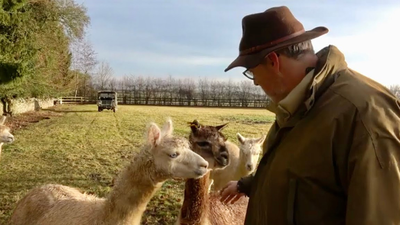 Heartbreaking loss and daily life raising friendly farm alpacas