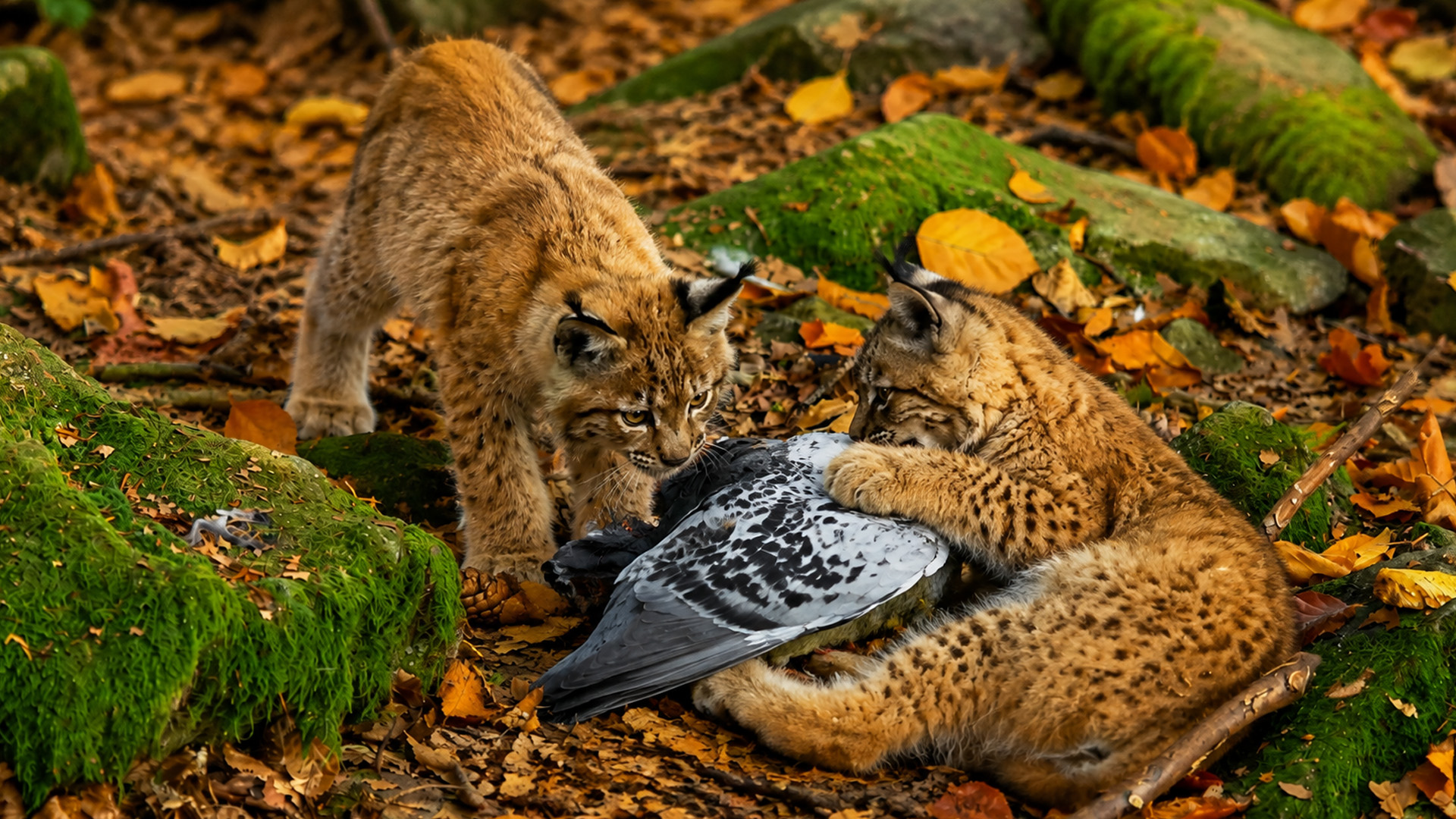 Young lynx investigate a bird on the forest floor on hidden camera
