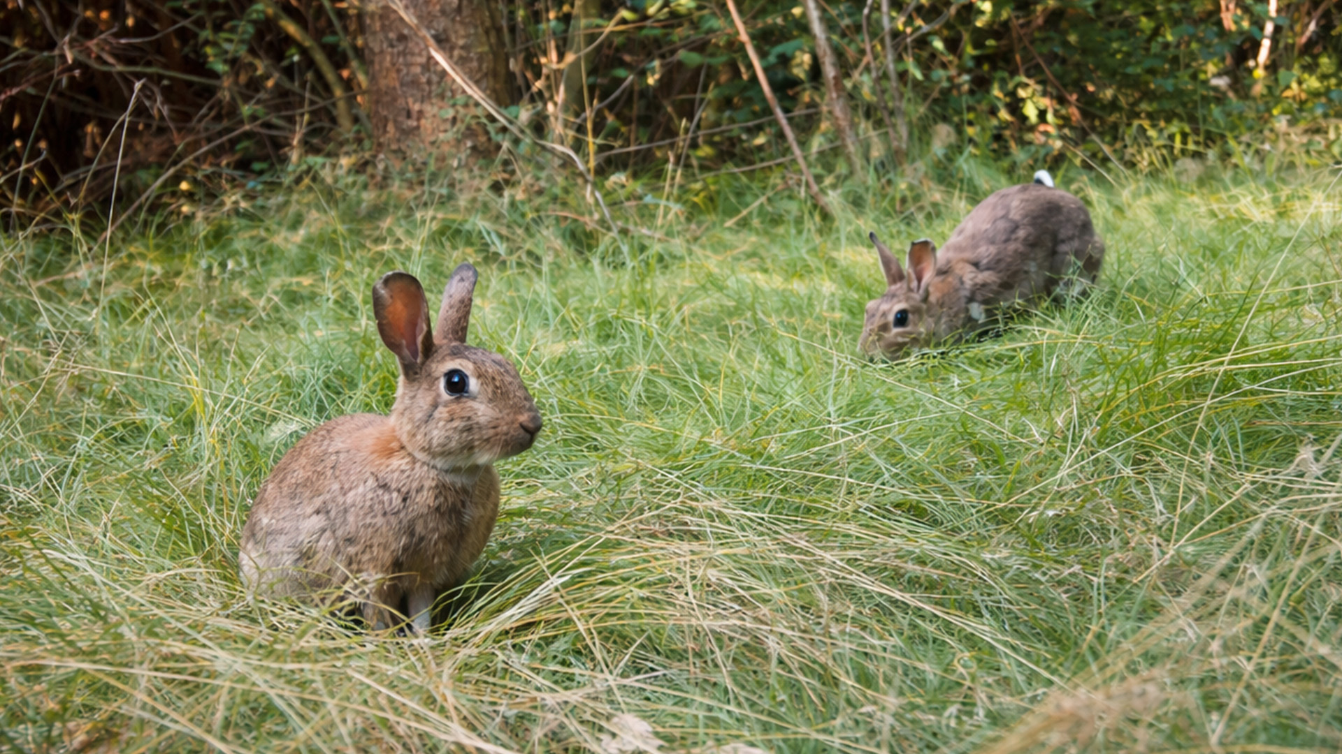A quiet forest encounter with two rabbits