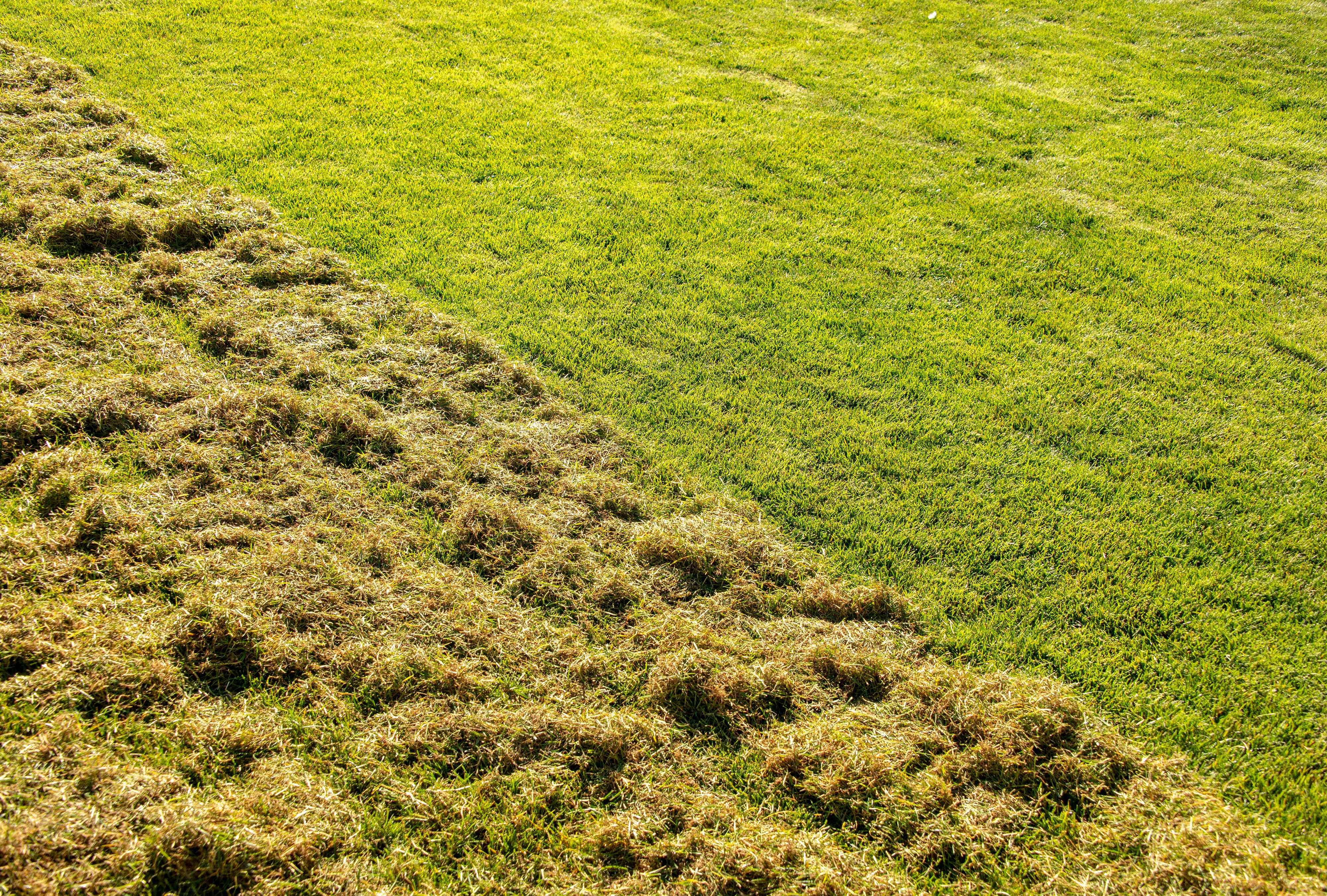 How to scarify a lawn the right way, according to landscaping experts