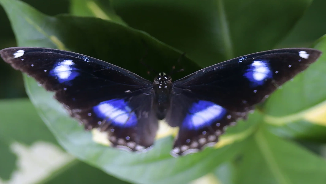how-to-turn-your-yard-into-a-butterfly-haven