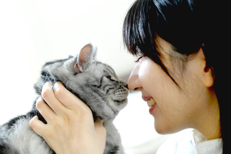 増え続ける「猫飼い人口」を背景に、コンビニが狙う「猫ちゃん商品」の消費拡大 台湾