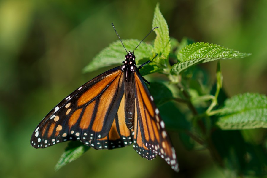 New tech, citizen reports to aid Iowa monarch migration research