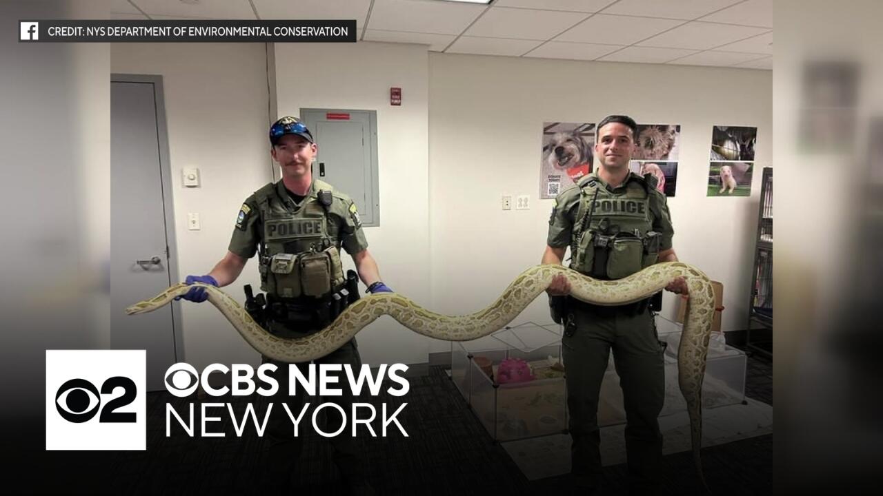Illegal Burmese python confiscated near Coney Island boardwalk