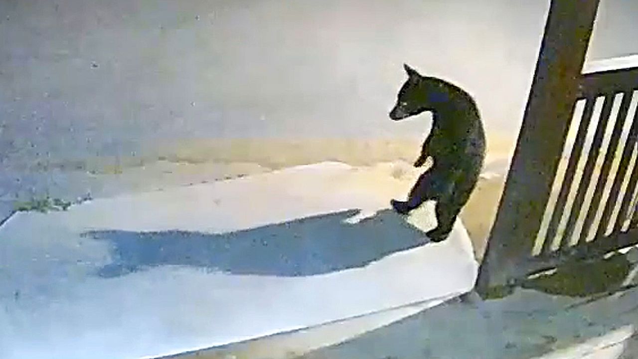 Scary stranger: Baby bear spooked by his own shadow