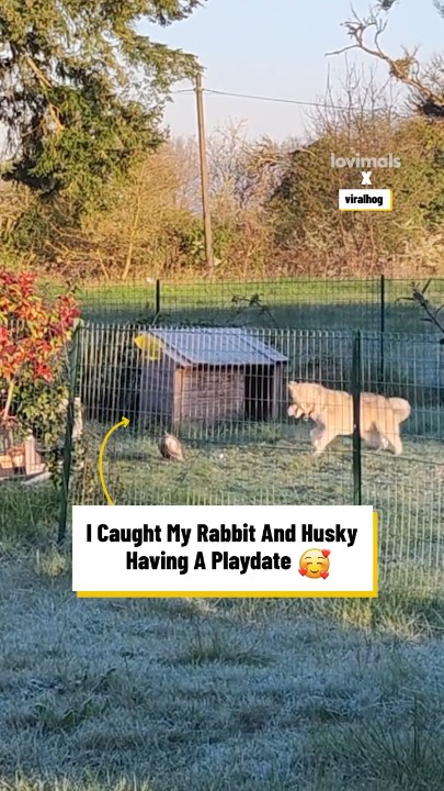 My rabbit and husky having a playdate