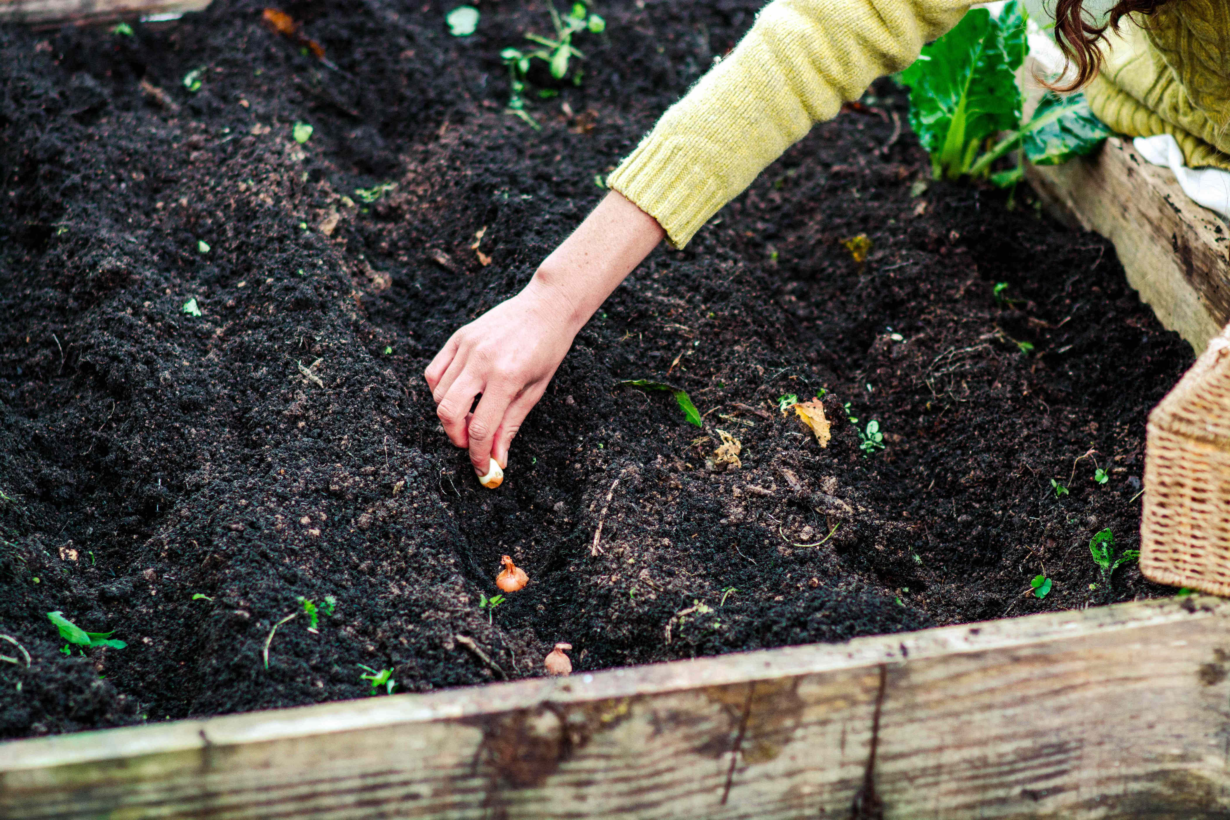 Is it too early to plant spring bulbs? We asked gardening pros when you should actually get them in the ground