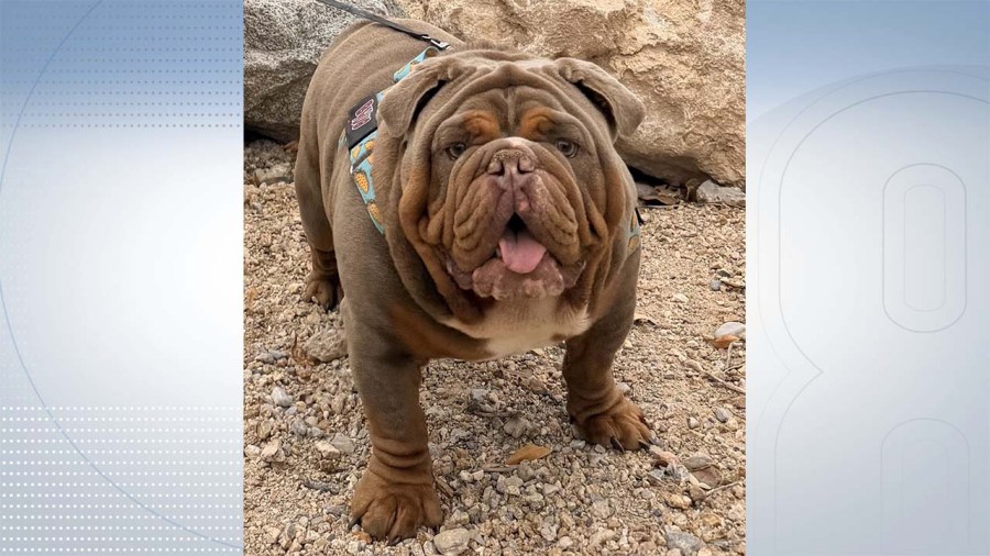 English bulldog's owner speaks after ‘Taco' dies after first day of dog training