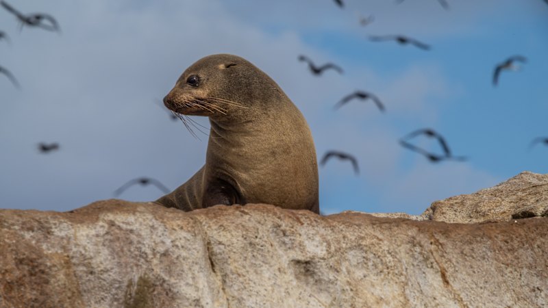 Fears for endangered Australian sea lions found nowhere else in the world as bird flu spreads to mammals