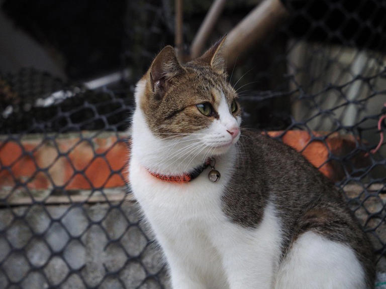 増え続ける「猫飼い人口」を背景に、コンビニが狙う「猫ちゃん商品」の消費拡大 台湾