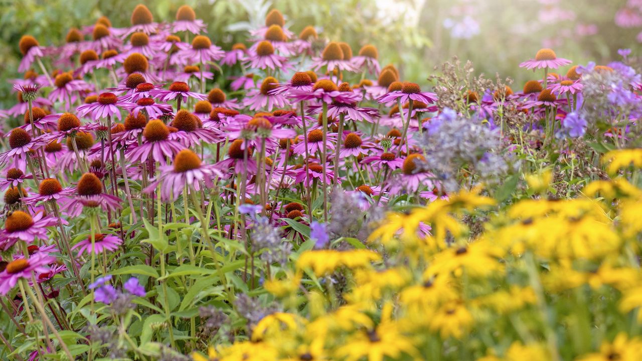 Plant these 7 self-seeding, native flowers once and let nature do the rest