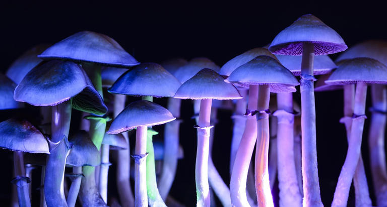 Psilocybin Magic Mushrooms