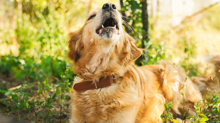 Golden retriever hilariously guards home from a suspicious rock