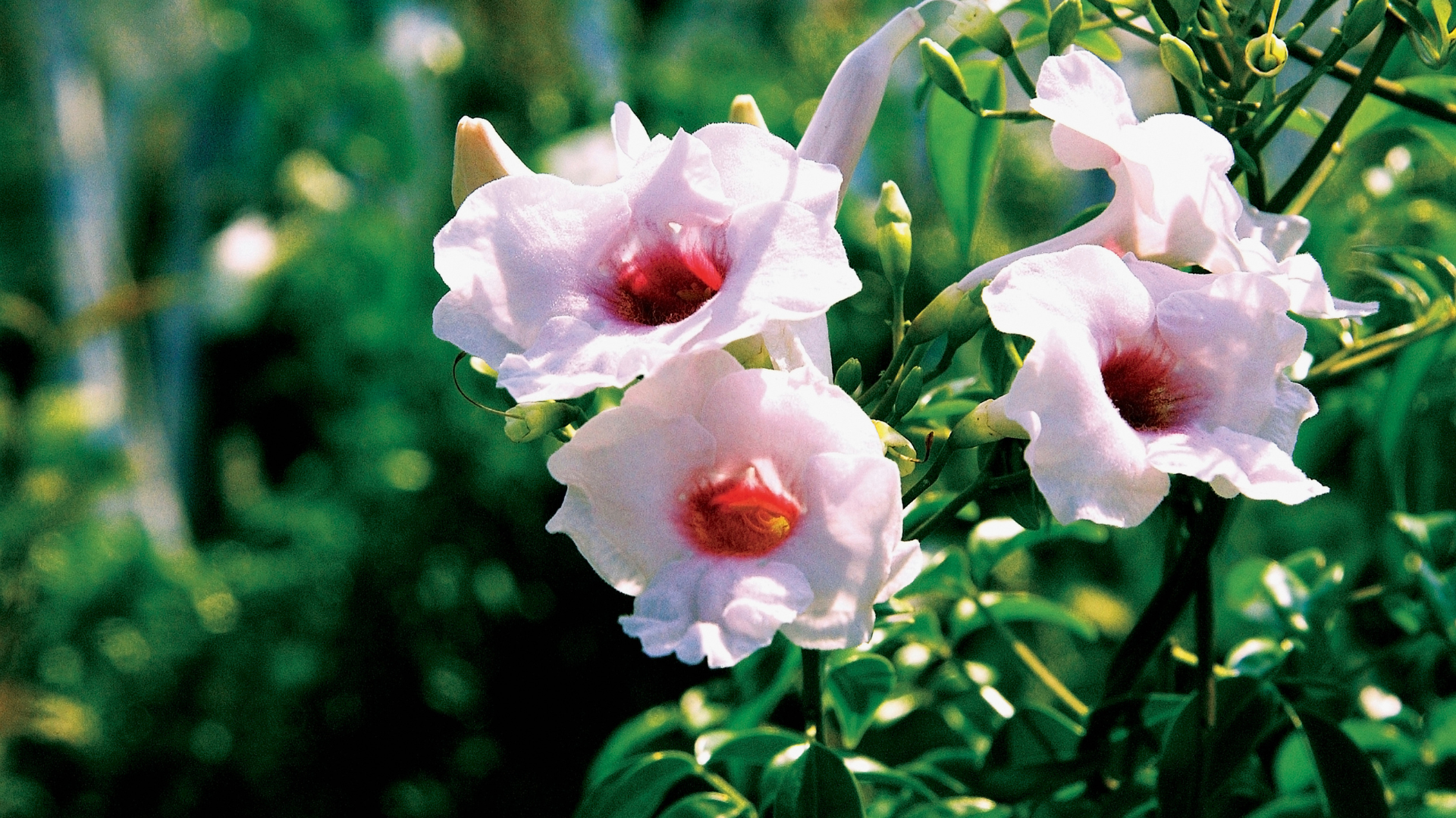 Bower vine: The Aussie native that will cover your fence in flowers