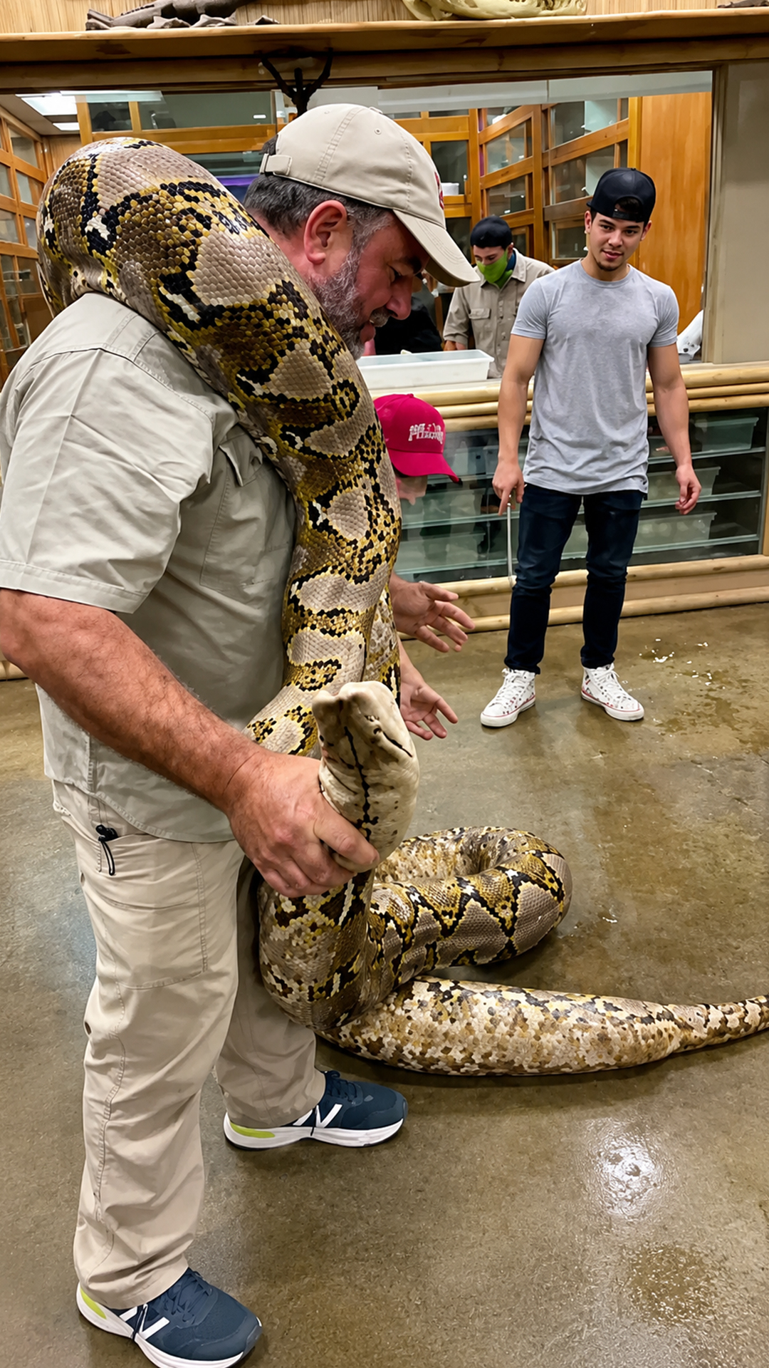 Large reticulated python reacts unexpectedly during handling session