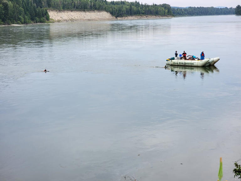 Relay team swimming 1,375 km down BC.'s Fraser River to promote ...