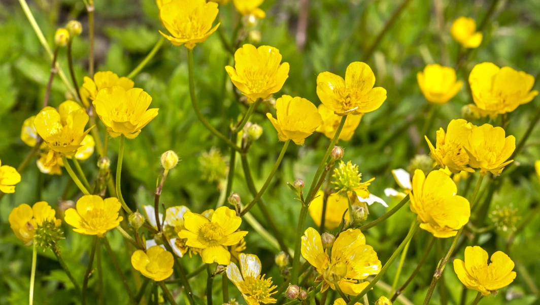 5-common-creeping-lawn-weeds-and-control-tips