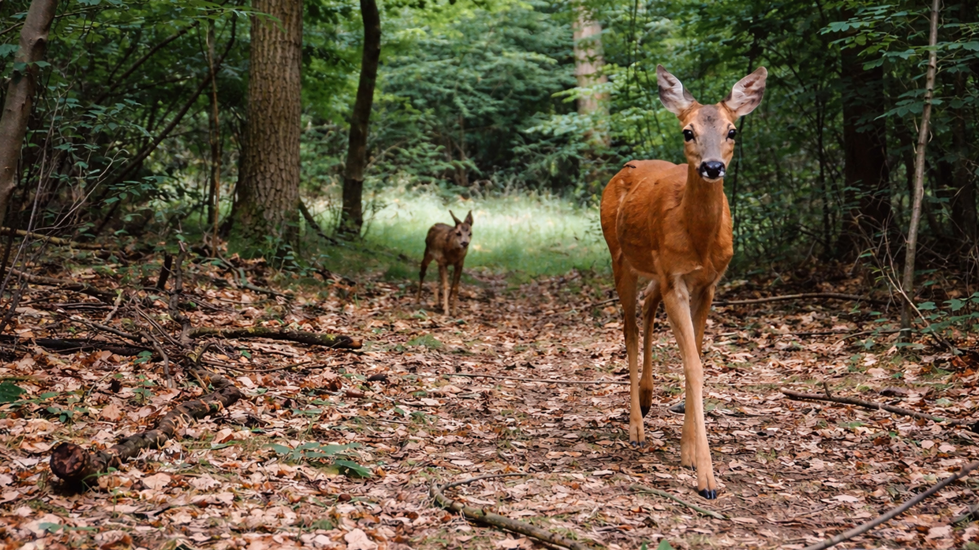 Wild deer spotted along a forest trail