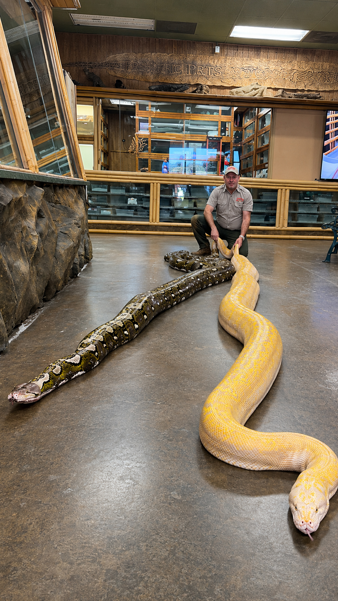 Two giant pythons reveal the surprising variety of snake genetics