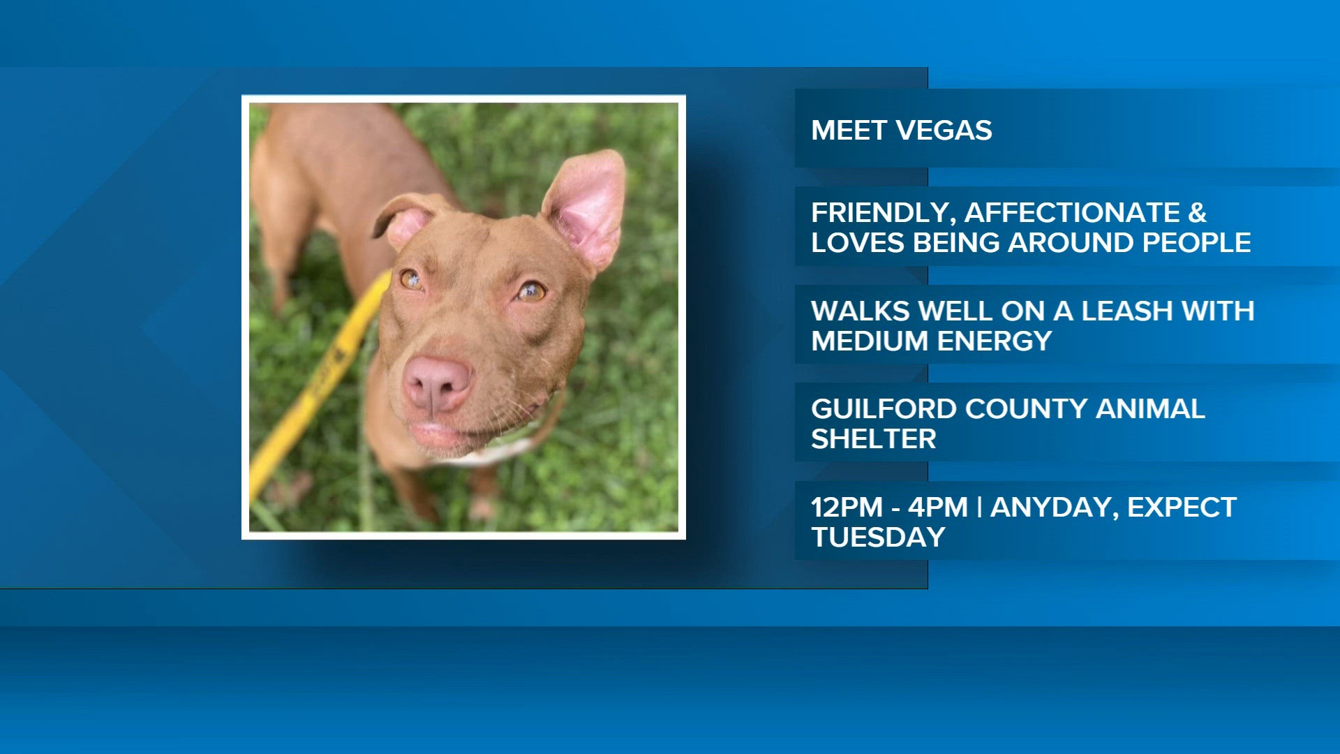 2 the rescue | Vegas is looking for a home