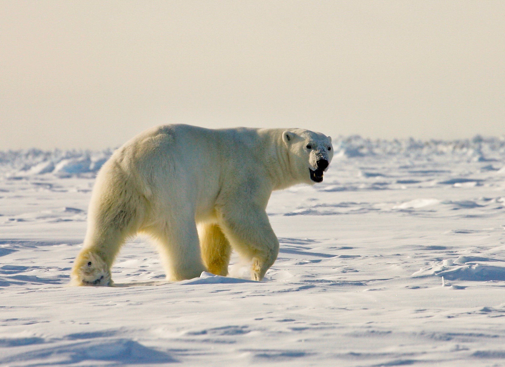 these-are-the-6-biggest-bears-on-earth