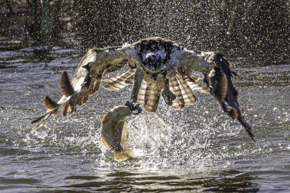 12-brutal-and-amazing-birds-of-prey-photos-that-capture-their-deadly