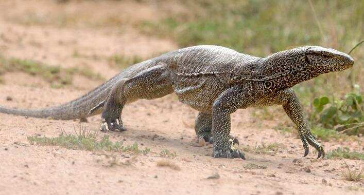 Instagram videos of monitor lizard hunt lead to man’s 14-day judicial ...