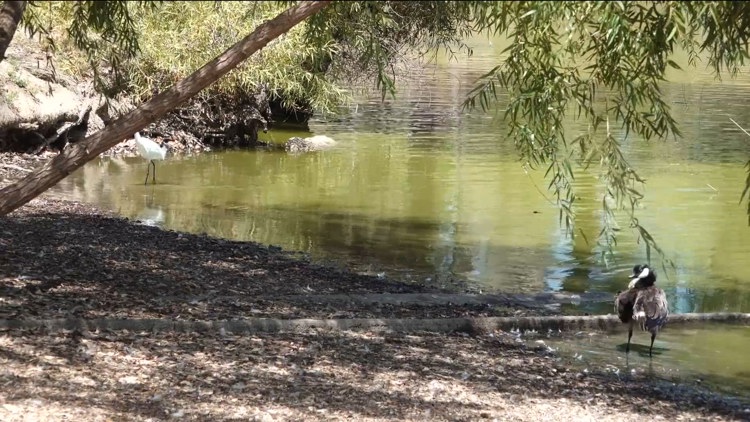 San Diego County continues Lindo Lake revitalization project