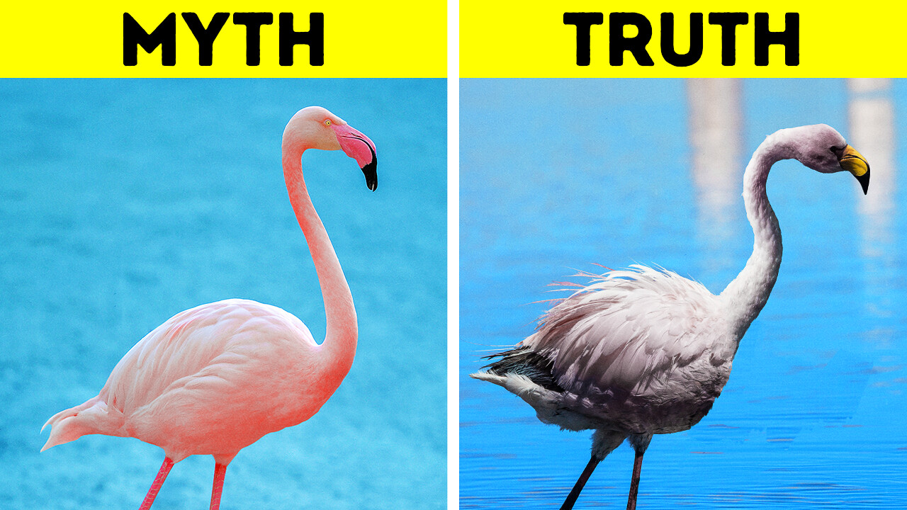 Surprising animal facts that will blow your mind