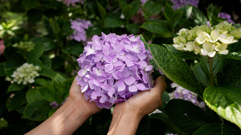 The orange peel hack that'll help your hydrangeas flourish