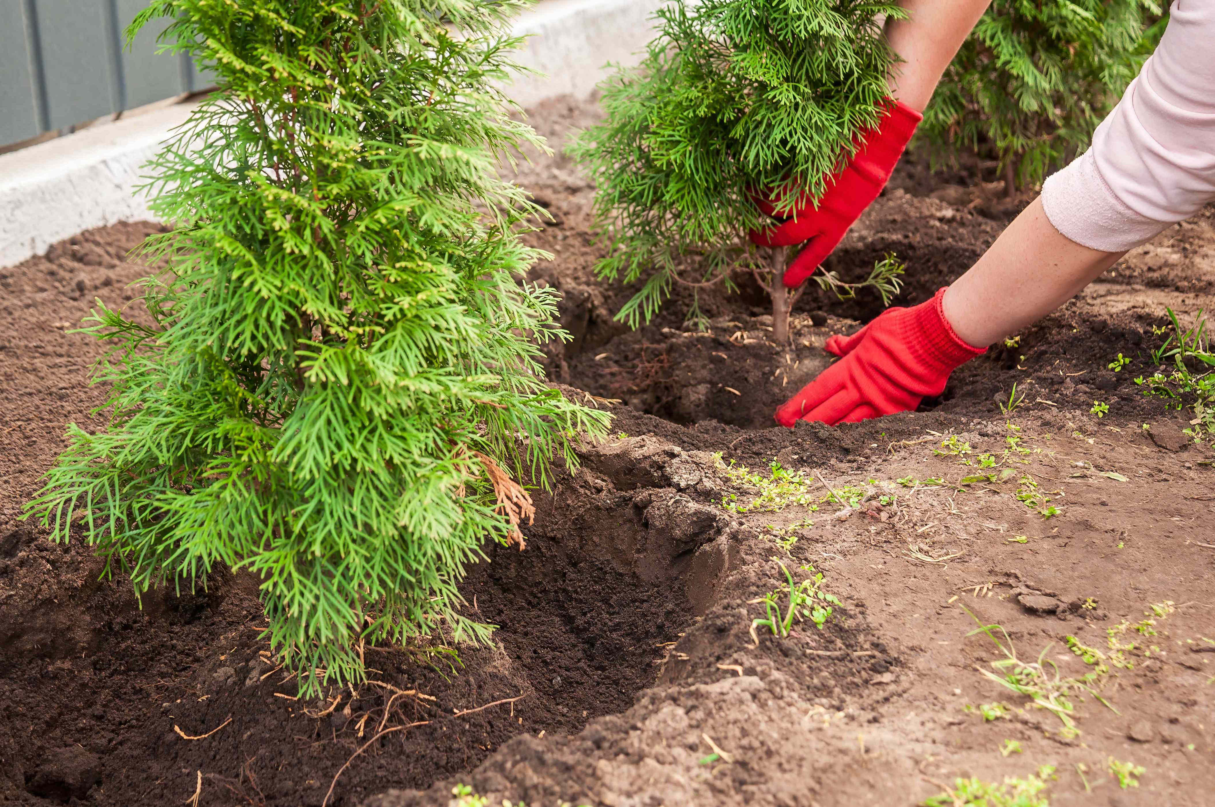 The best tree for your yard starts with these questions, according to ...