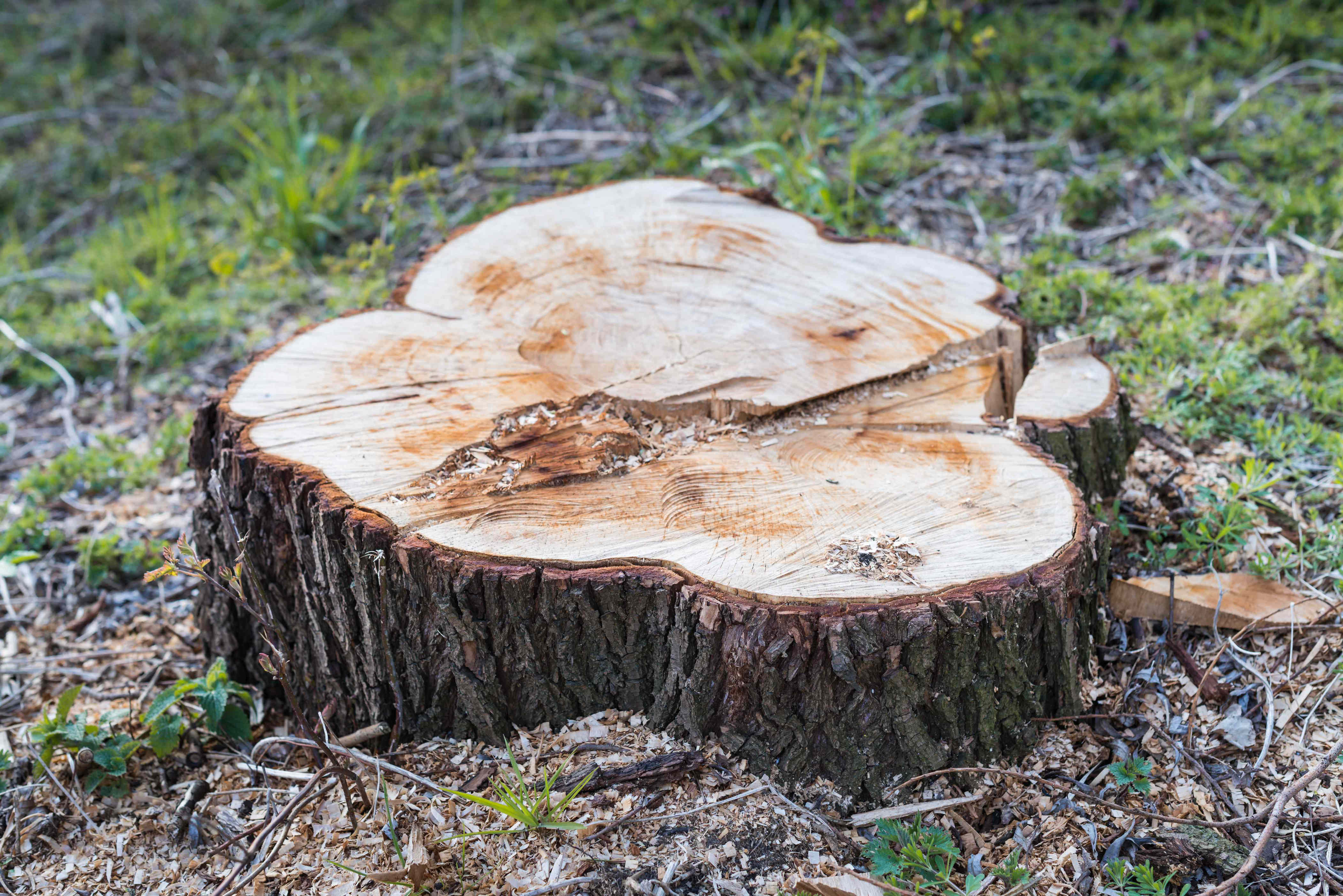 How much does it cost to remove a tree stump? What experts say