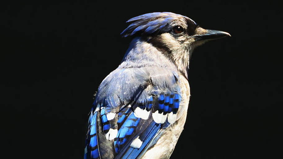 The spiritual meaning of blue jays