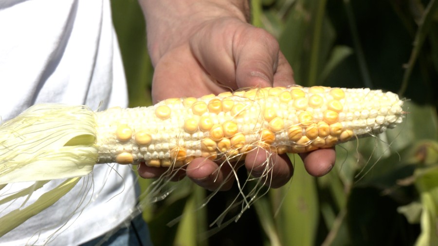A drought's impact on crops