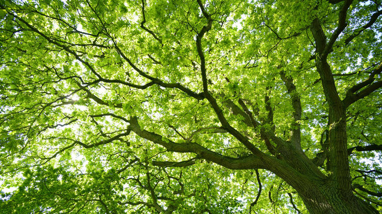 This overlooked part of a shade tree helps control erosion, and it's ...