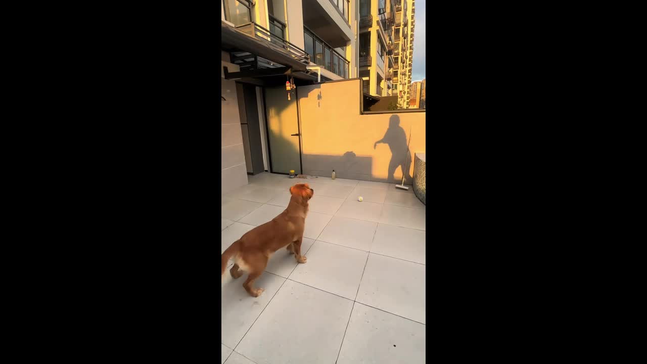 Playful dog reacts to moving shadows in Sichuan, China