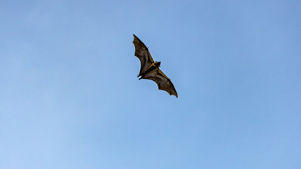 Dead bat found in Loganville backyard tests positive for rabies ...