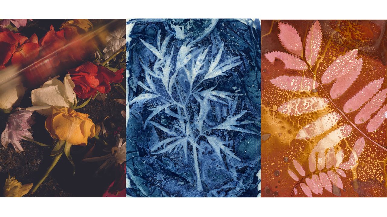 You're wrong about flower photography – this collection proves it isn't just about pretty roses