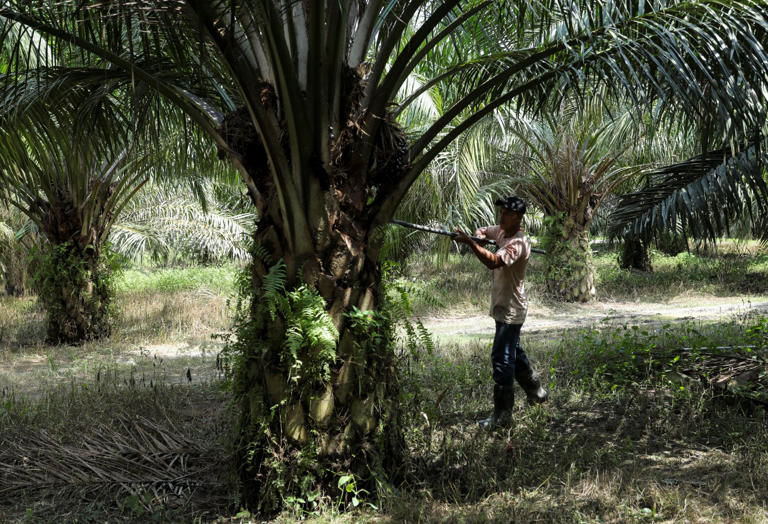 indonesia-takes-on-malaysia-in-battle-over-palm-oil-pricing