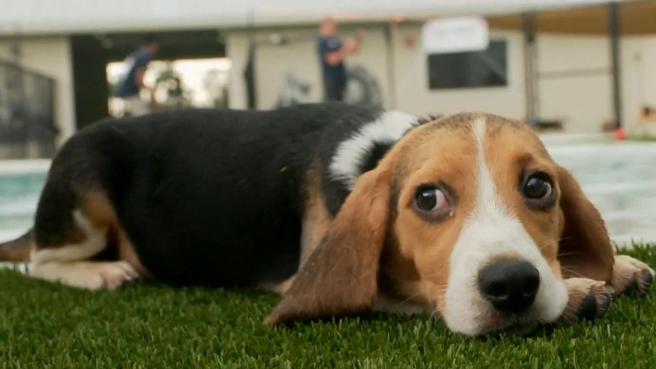 Last beagles rescued from Ridglan Farms, a breeding facility in Wisconsin