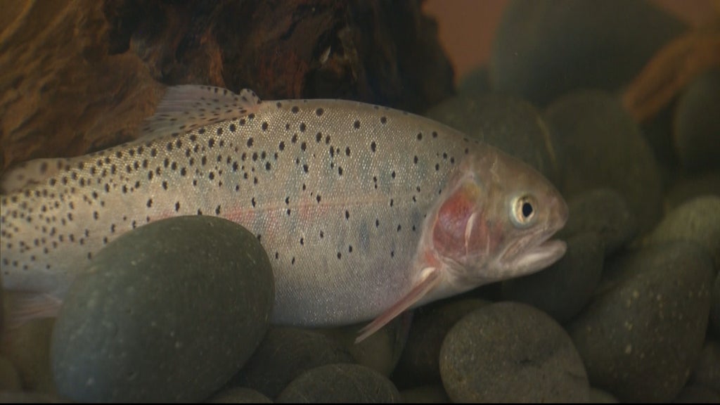 Rocky Mountain National Park removing one species of trout in order to ...